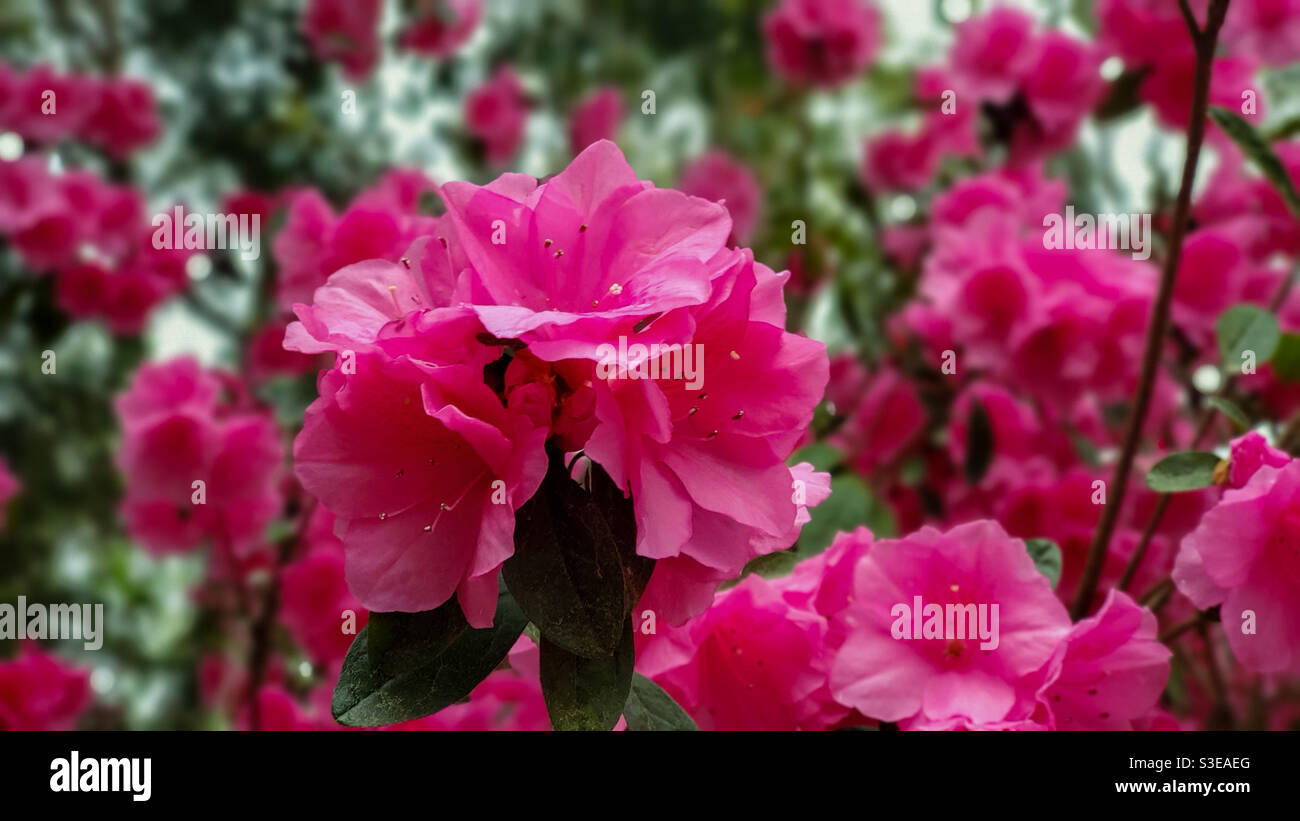 Azalee in fiore - Immagine stock catturata con smartphone