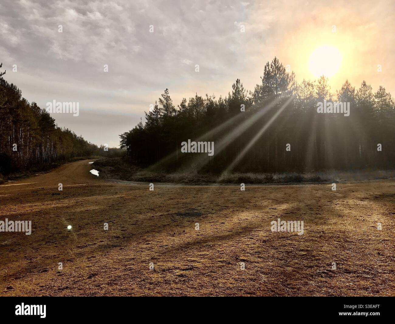 Sole mattutino alla Bramshill Plantation nell'Hampshire Foto Stock