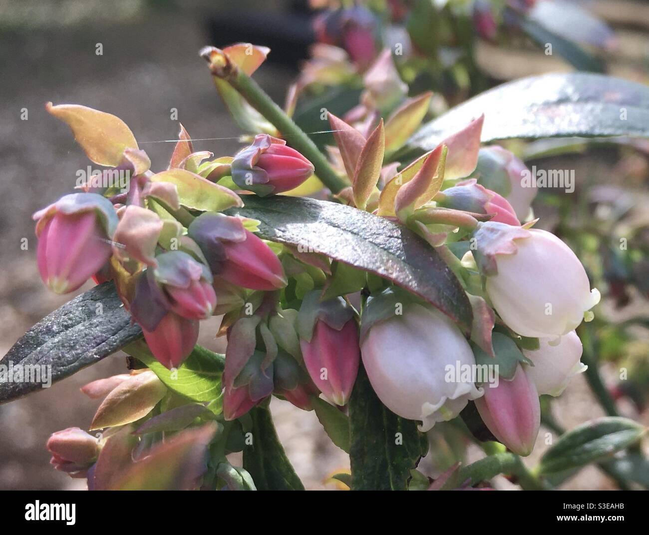 Primo piano di fioritura Sunshine Blue Blueberry Bush Foto Stock