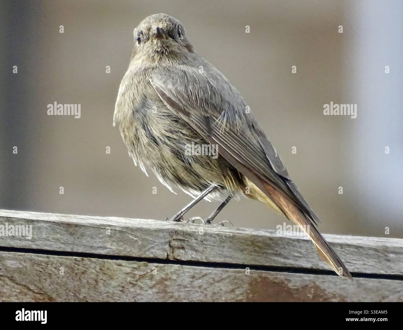 Piume di uccello arancione immagini e fotografie stock ad alta risoluzione  - Alamy