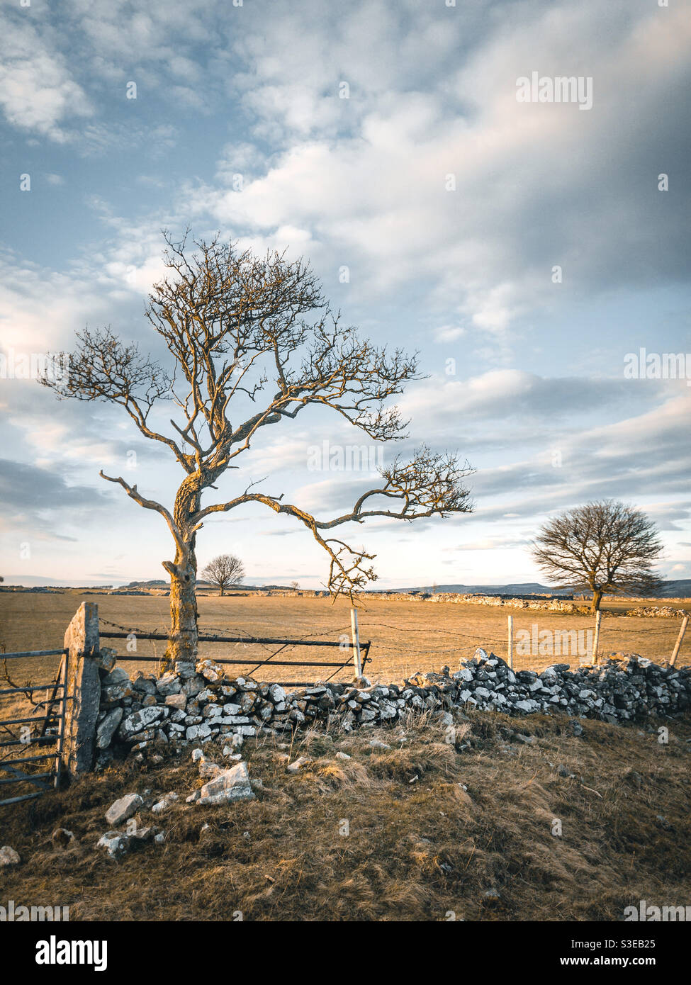 Luce serale su un albero vicino a un muro di pietra a secco nel White Peak sopra Calver, Peak District, UK Foto Stock