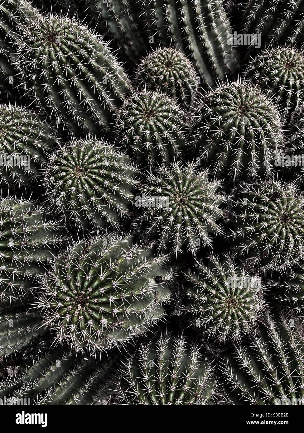 Vista dall'alto di un grumo di cactus spiky Foto Stock