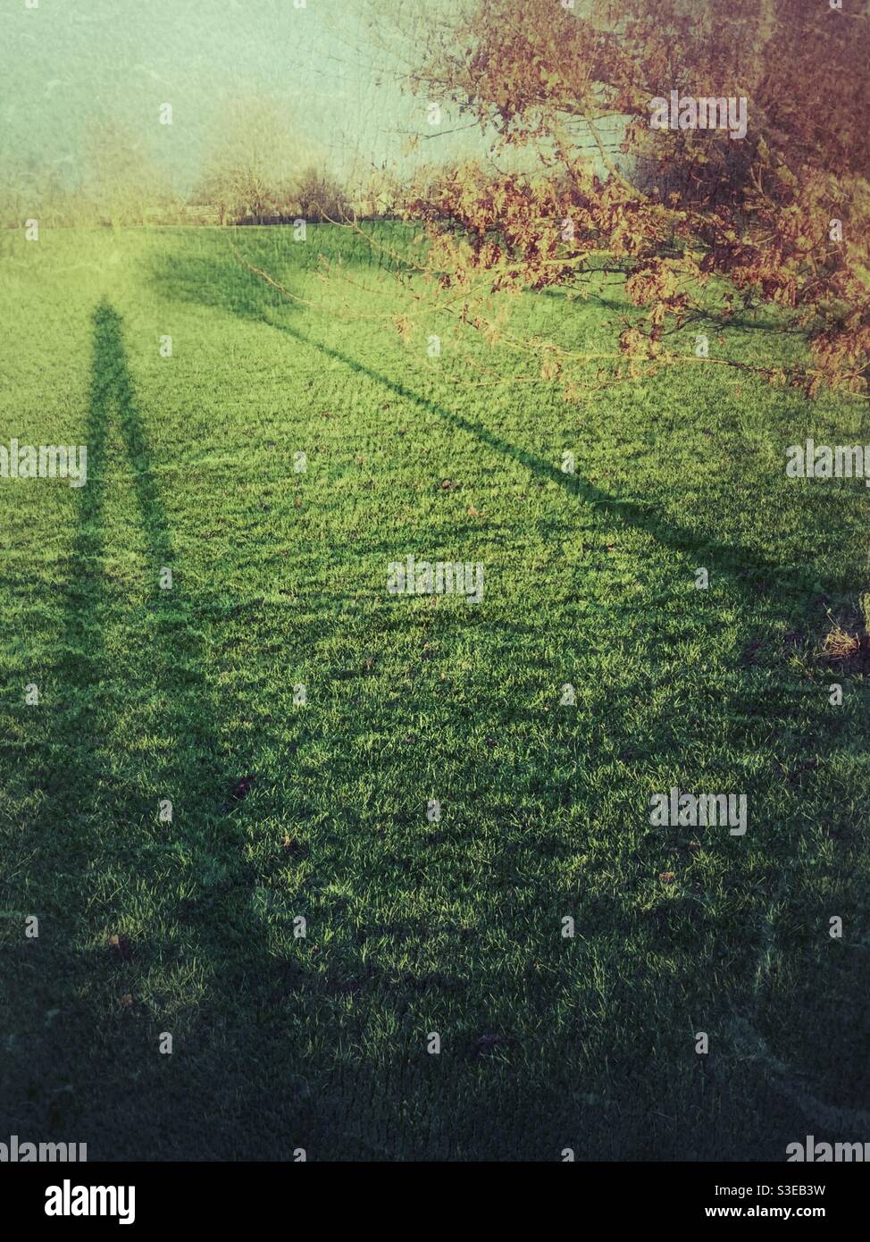 Lunghe ombre nel parco Foto Stock