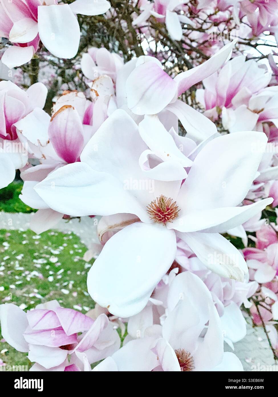 Rosa fiori di magnolia in primavera Foto Stock