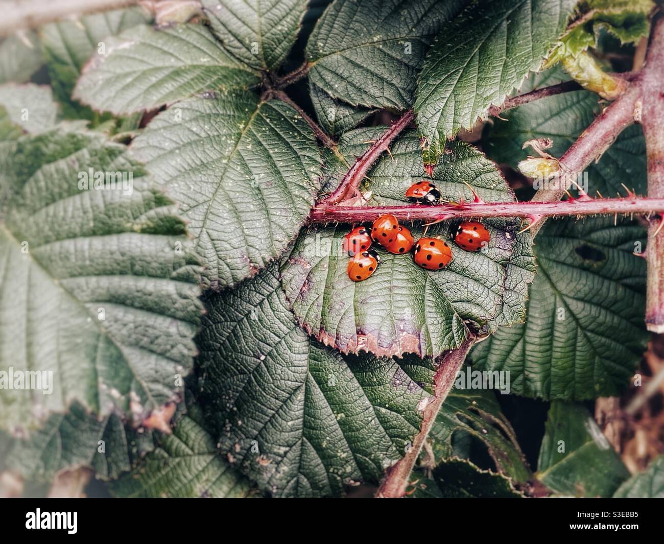 Ladybirds uscendo dall'ibernazione riposandosi su foglie di bramble - Immagine stock catturata con smartphone