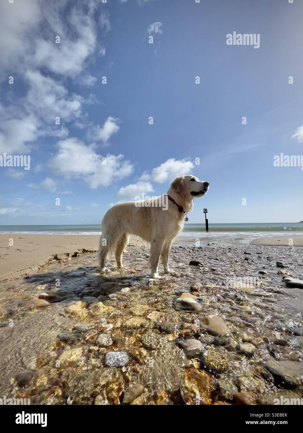Golden Retriever cane animale domestico godere di giocare sulla spiaggia - Immagine stock catturata con smartphone