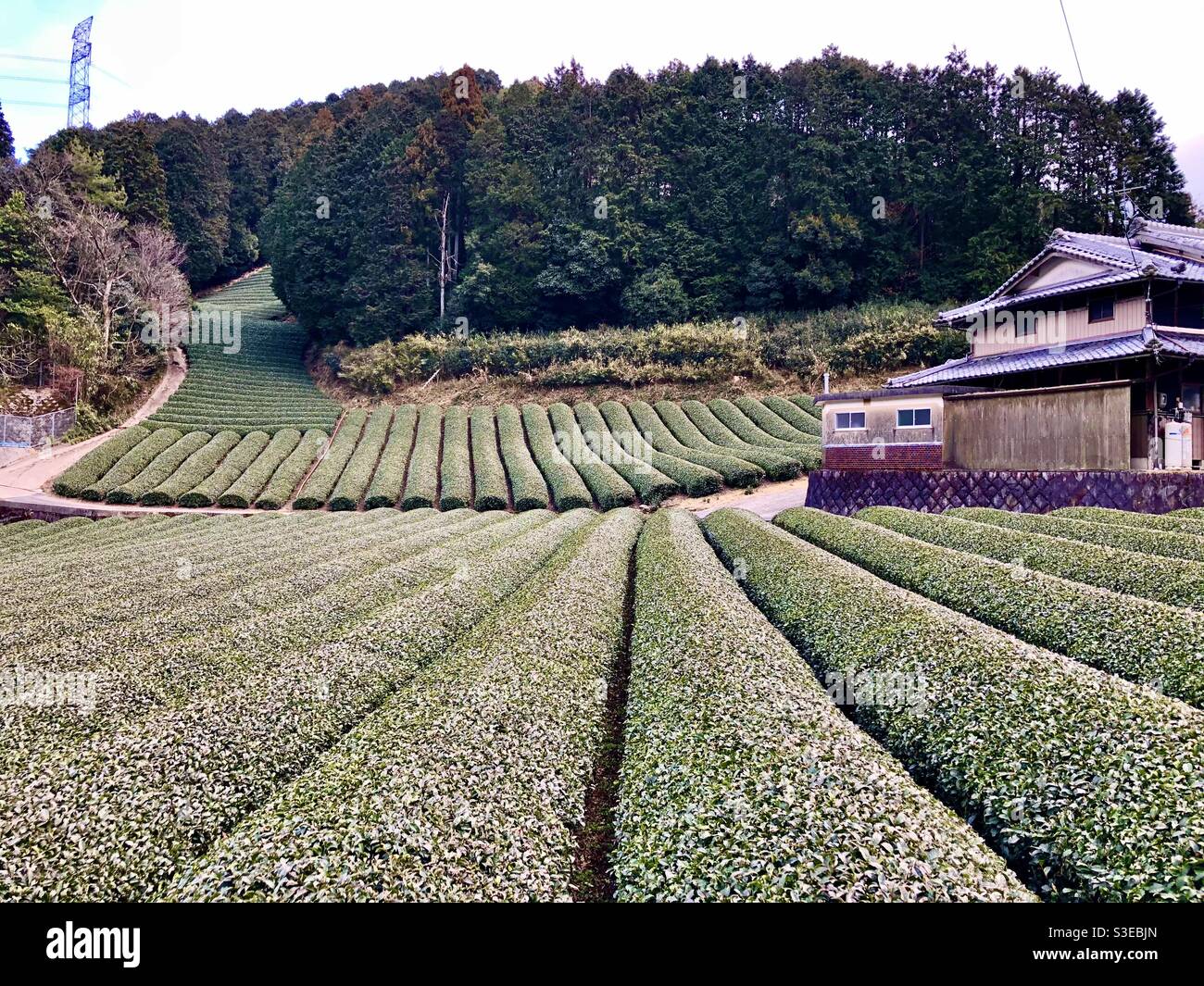Campo da tè verde a Uji, Giappone Foto Stock