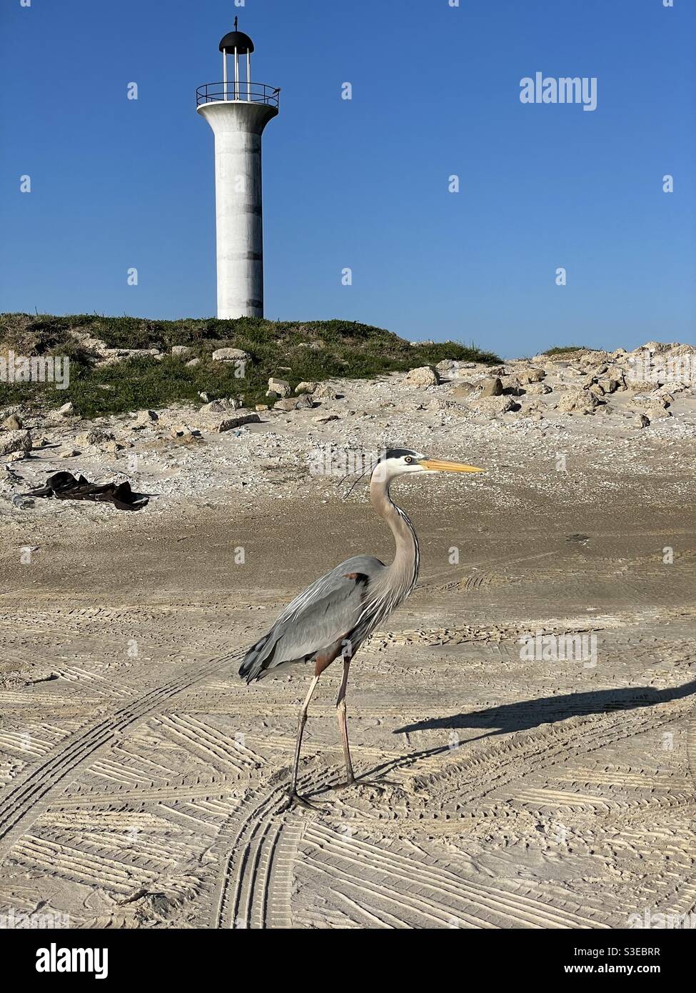Vecchio faro di Broadwater Marina con un grande airone blu in piedi nella sabbia - Immagine stock catturata con smartphone