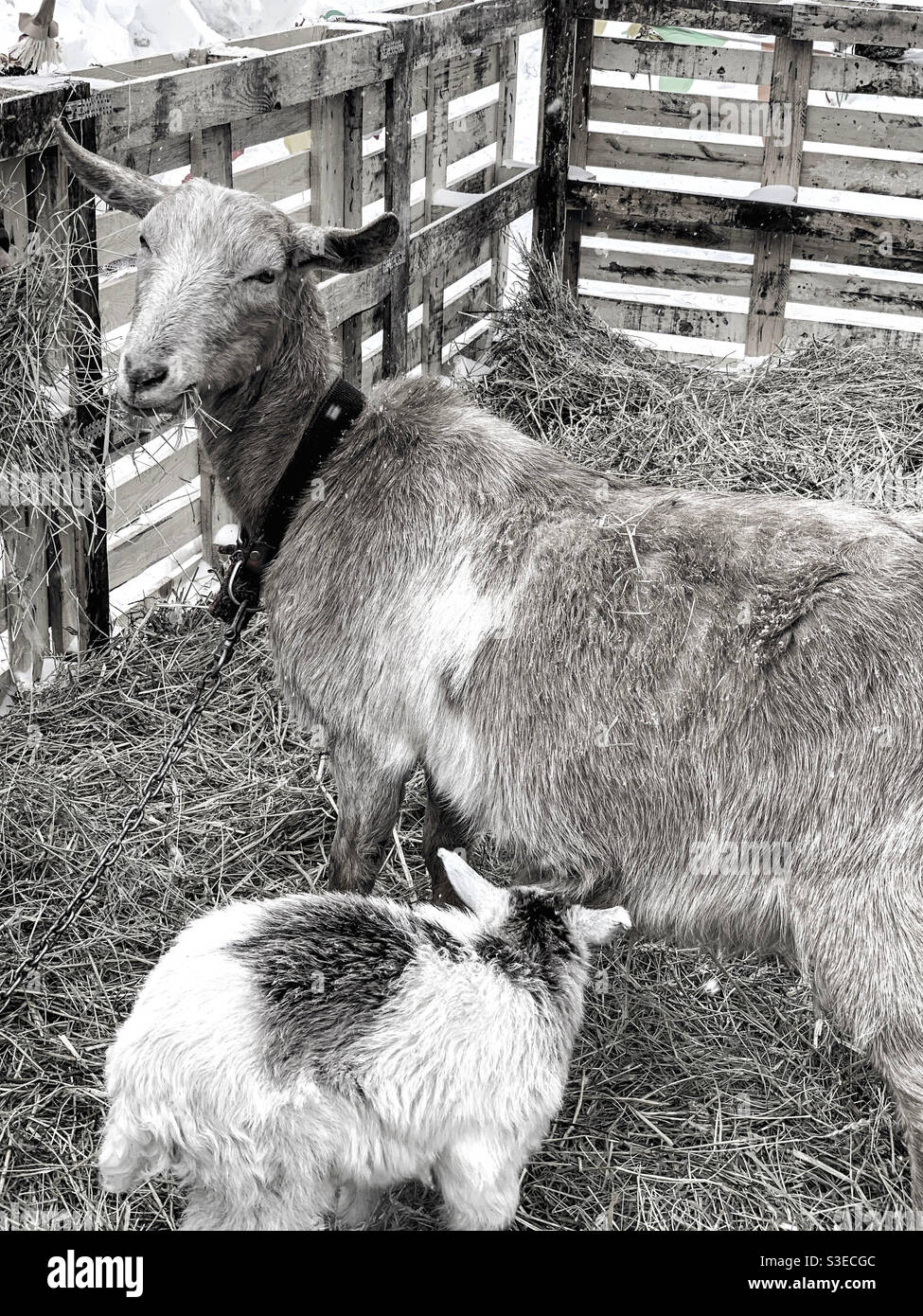 Capra vicino al fieno con una capra piccola - Immagine stock catturata con smartphone