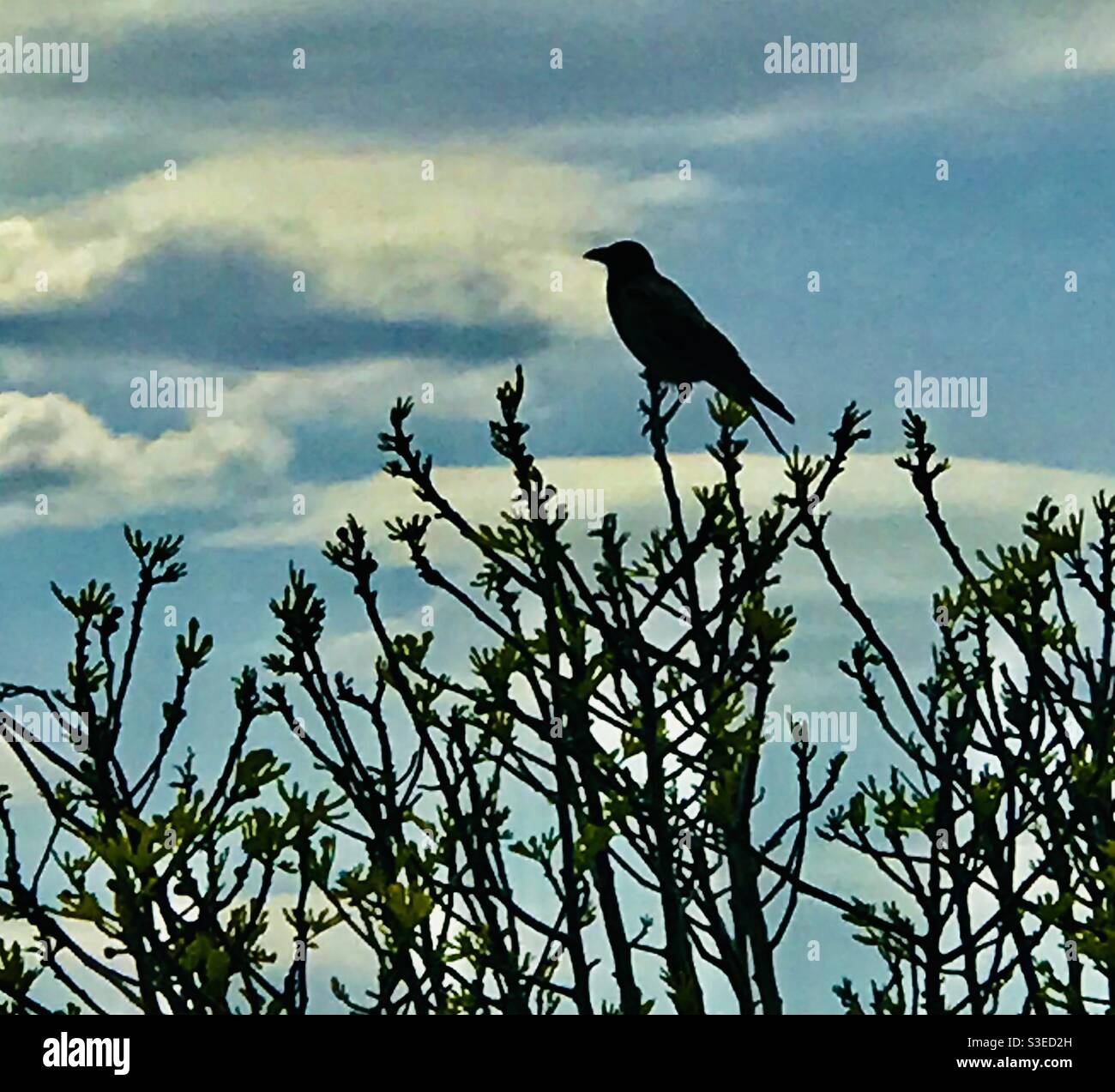 Un corvo a Spalato, Croazia - Immagine stock catturata con smartphone