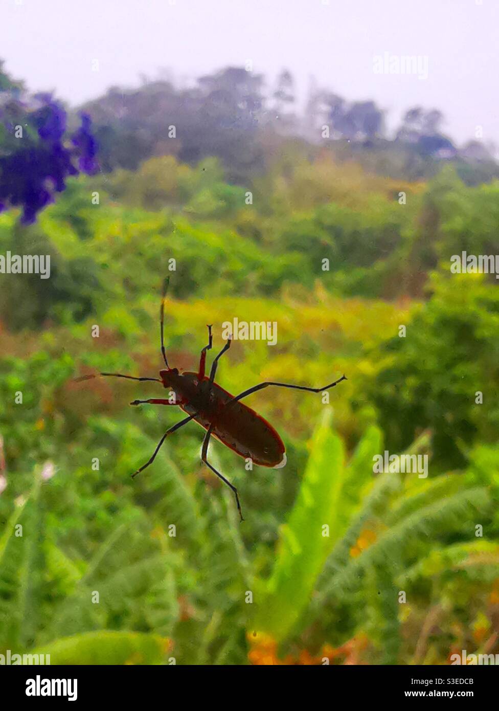 Insetti nella foresta. - Immagine stock catturata con smartphone