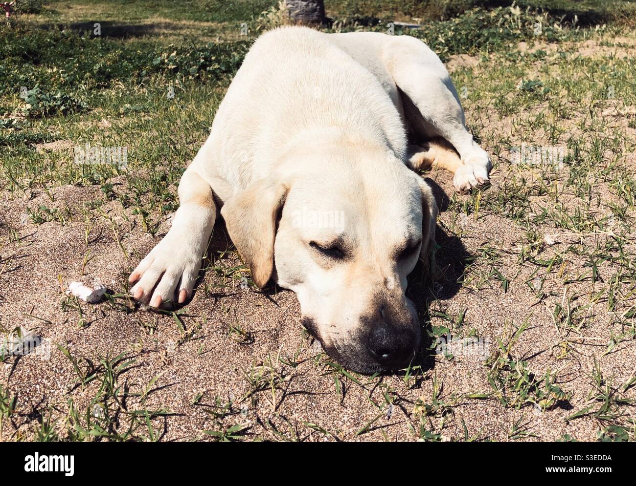 Cane vagato che dorme pacificamente Foto Stock