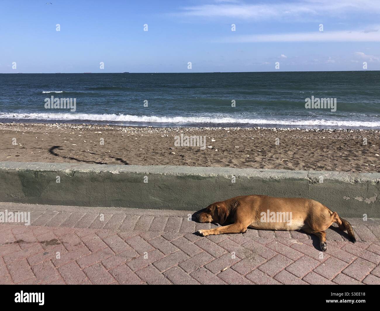 Cane vagato che dorme sul marciapiede vicino al mare - Immagine stock catturata con smartphone