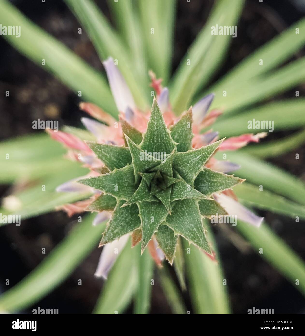 Nani pianta di ananas preso da sopra. Ananus comosus - Immagine stock catturata con smartphone