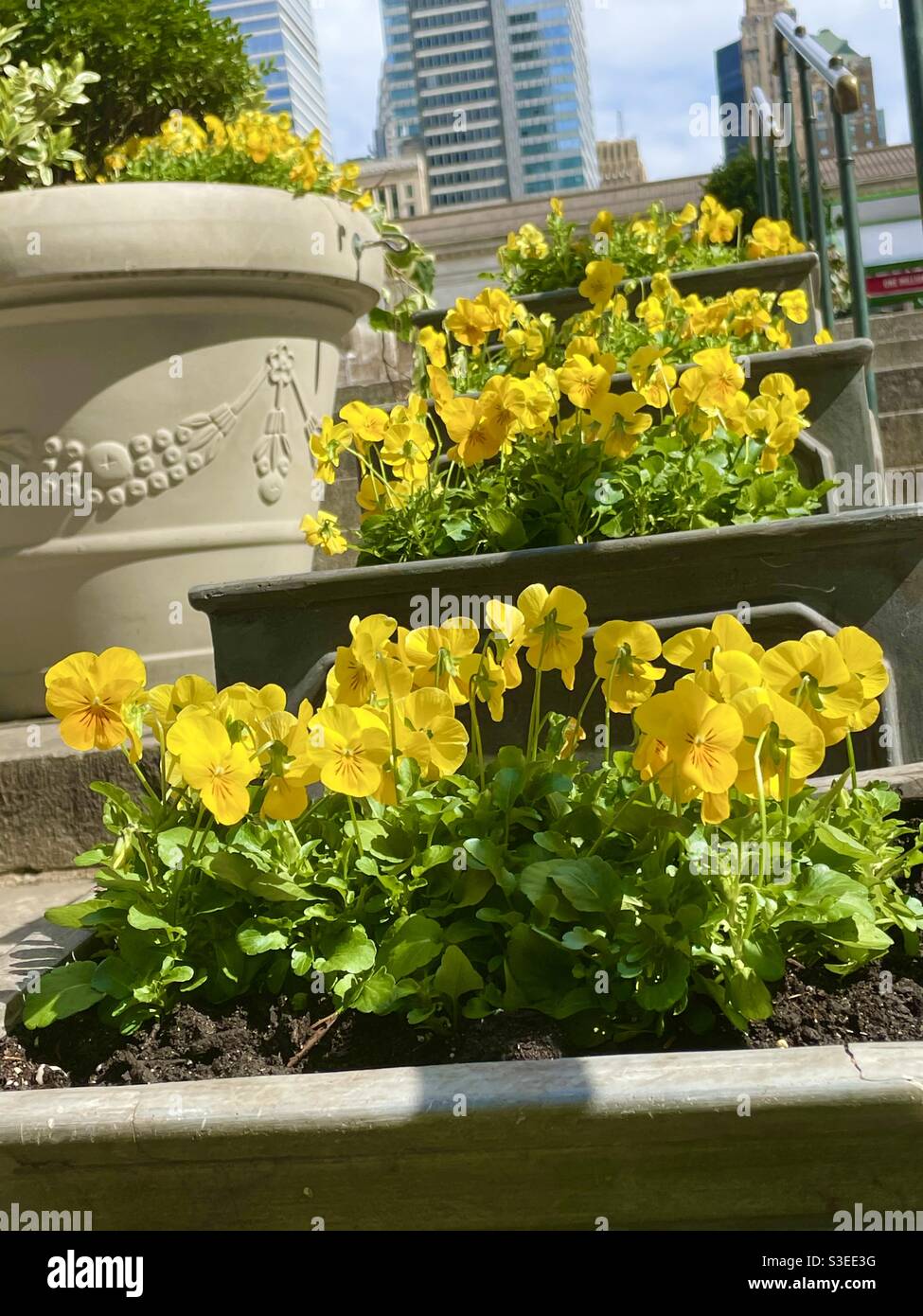 Fiori gialli luminosi sulle scale di Bryant Park, New York, USA Foto Stock