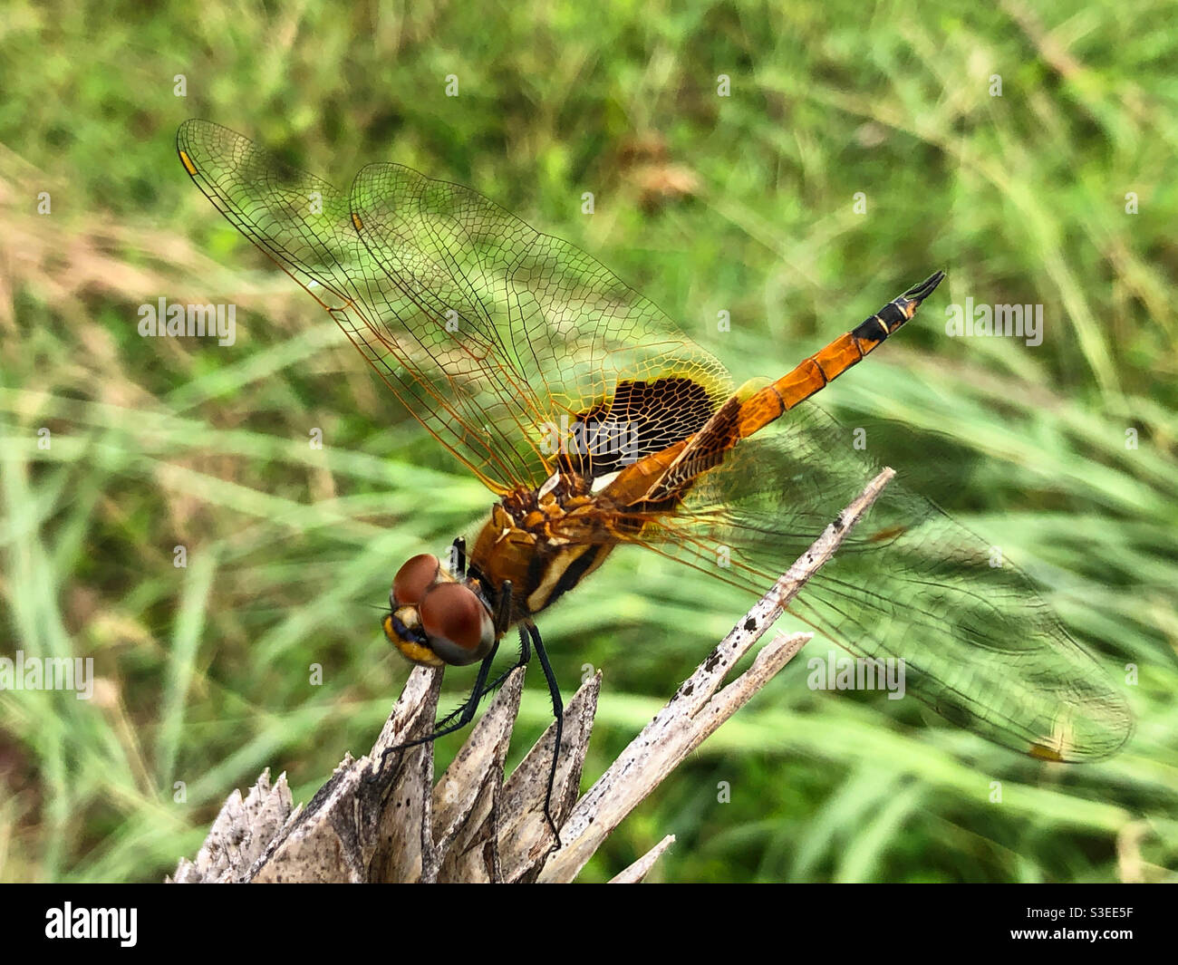 Dragonfly con vedere attraverso le ali - Immagine stock catturata con smartphone
