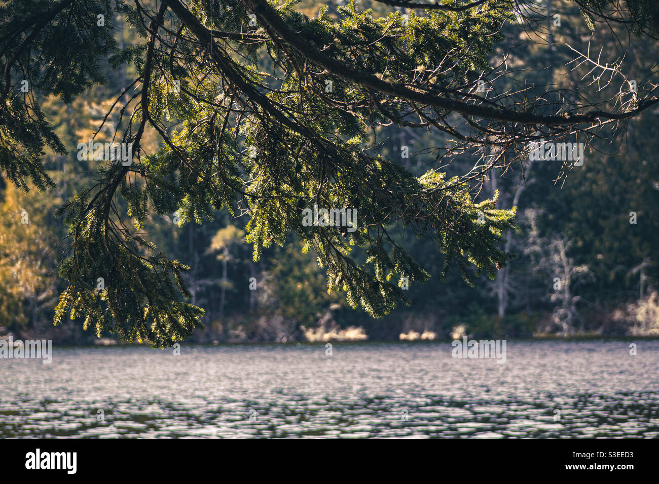 Siamo andati a fare una passeggiata a Heart Lake ad Anacortes, Washington, USA. Ho scattato molte foto e, naturalmente, la maggior parte di loro non è stata troppo bene. Foto Stock