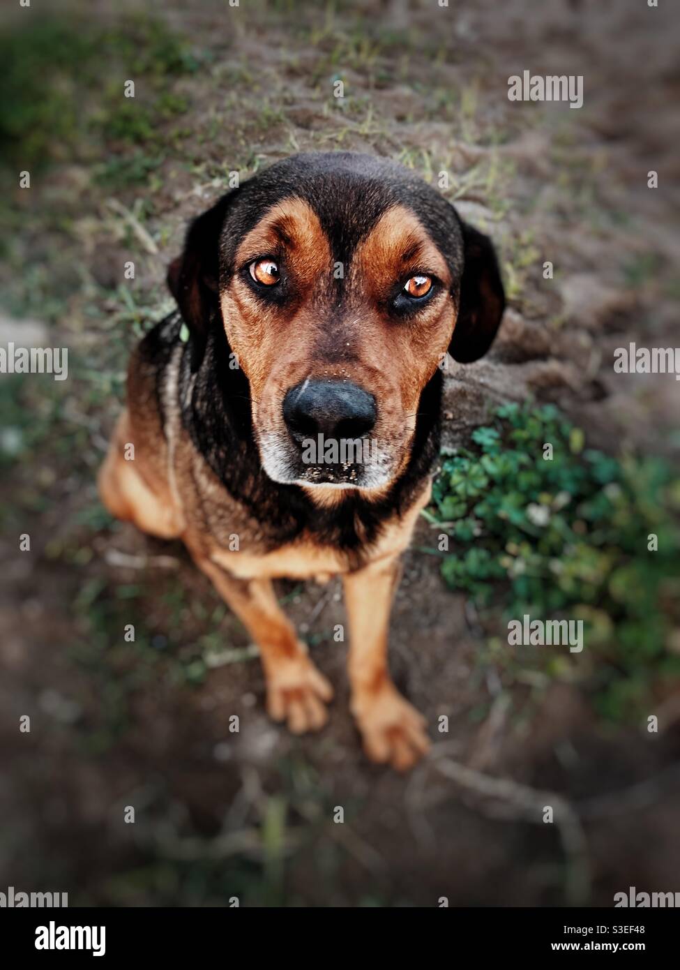 Ritratto di un cane randagio - Immagine stock catturata con smartphone