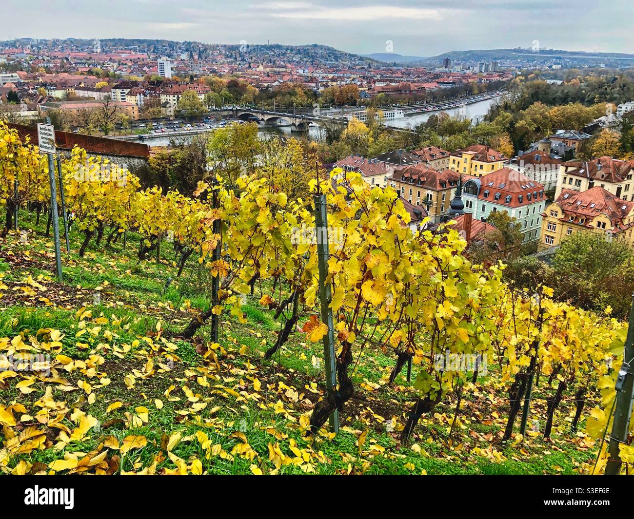 Vista sulla città d'autunno a Würzburg e sul fiume meno con vigneti in primo piano, la Germania. - Immagine stock catturata con smartphone