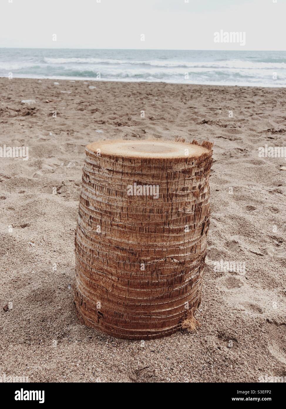 Palm tree log let sulla spiaggia Foto Stock