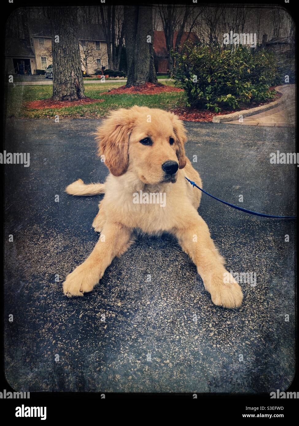 Soffice cucciolo Golden Retriever all'aperto sul vialetto Foto Stock