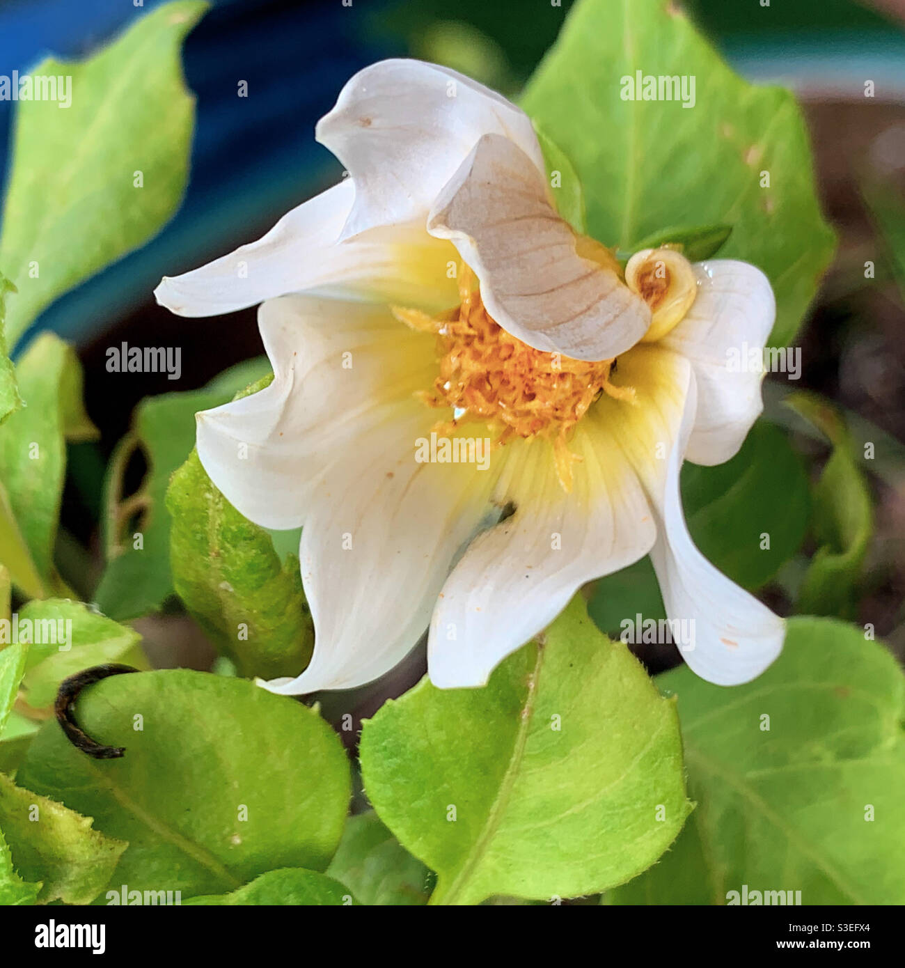 Arte naturale, fiori, bellissimi petali artistici curvati sul bianco cremoso e giallo Dahlia fiore apertura tentativamente, macro Foto Stock
