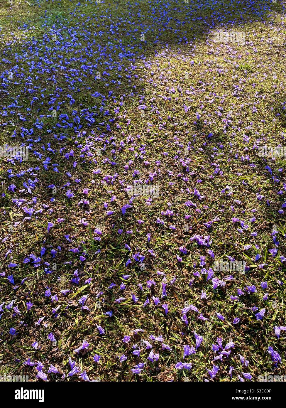 petali viola Foto Stock