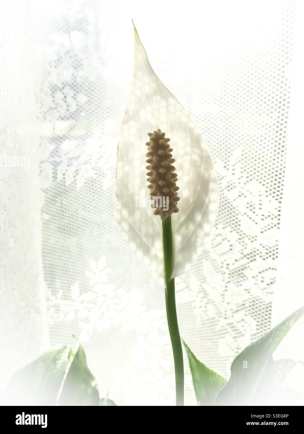 Bianco su bianco, con un fiore di un giglio della Pace sullo sfondo del merletto. Spathiphylllum Wallisii. Foto Stock