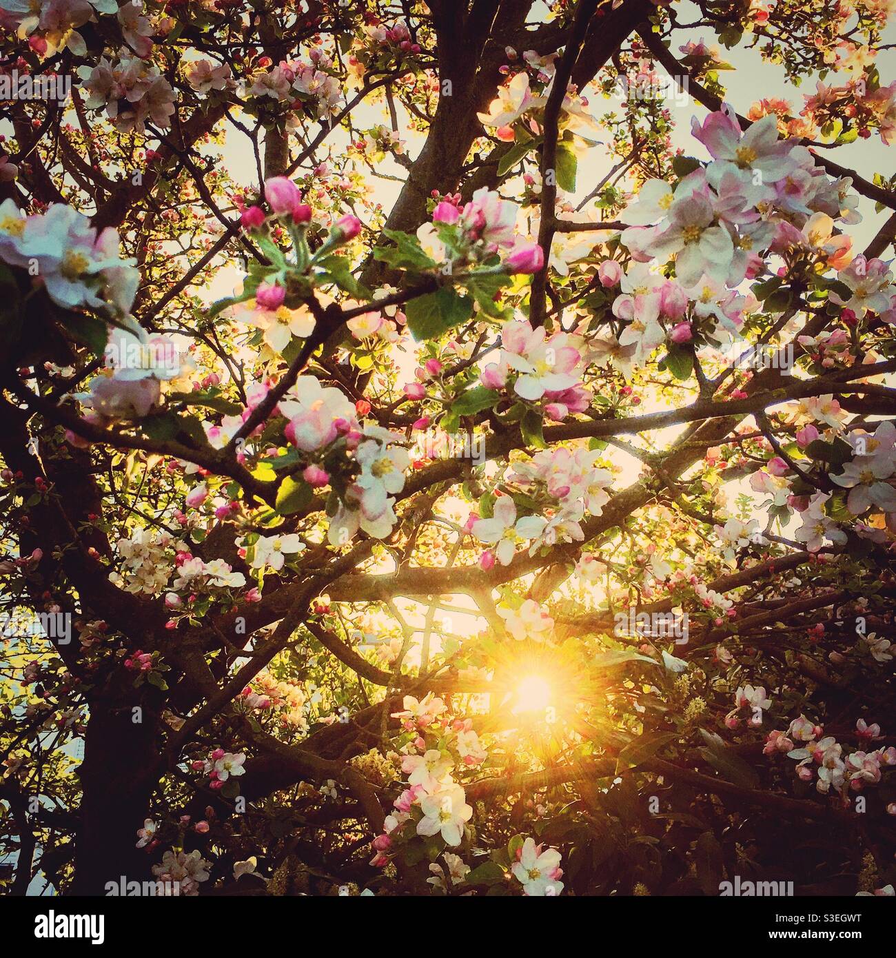 Splendido fiore di mela con retroilluminazione dal sole Foto Stock Splendido fiore di mela con retroilluminazione dal sole Foto Stock