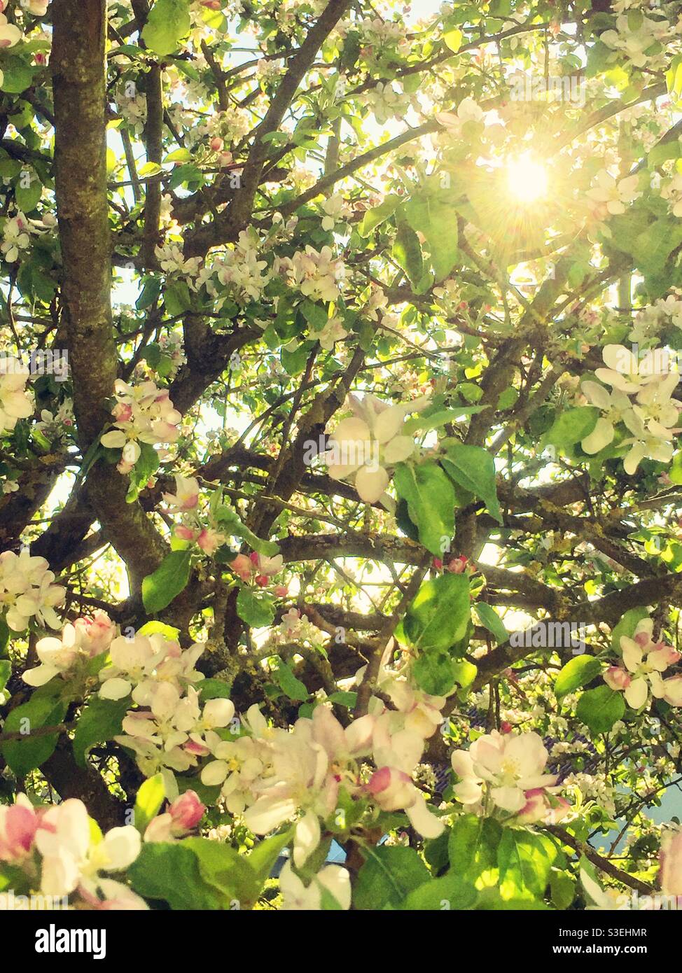 Splendido fiore di mela con retroilluminazione - Immagine stock catturata con smartphone