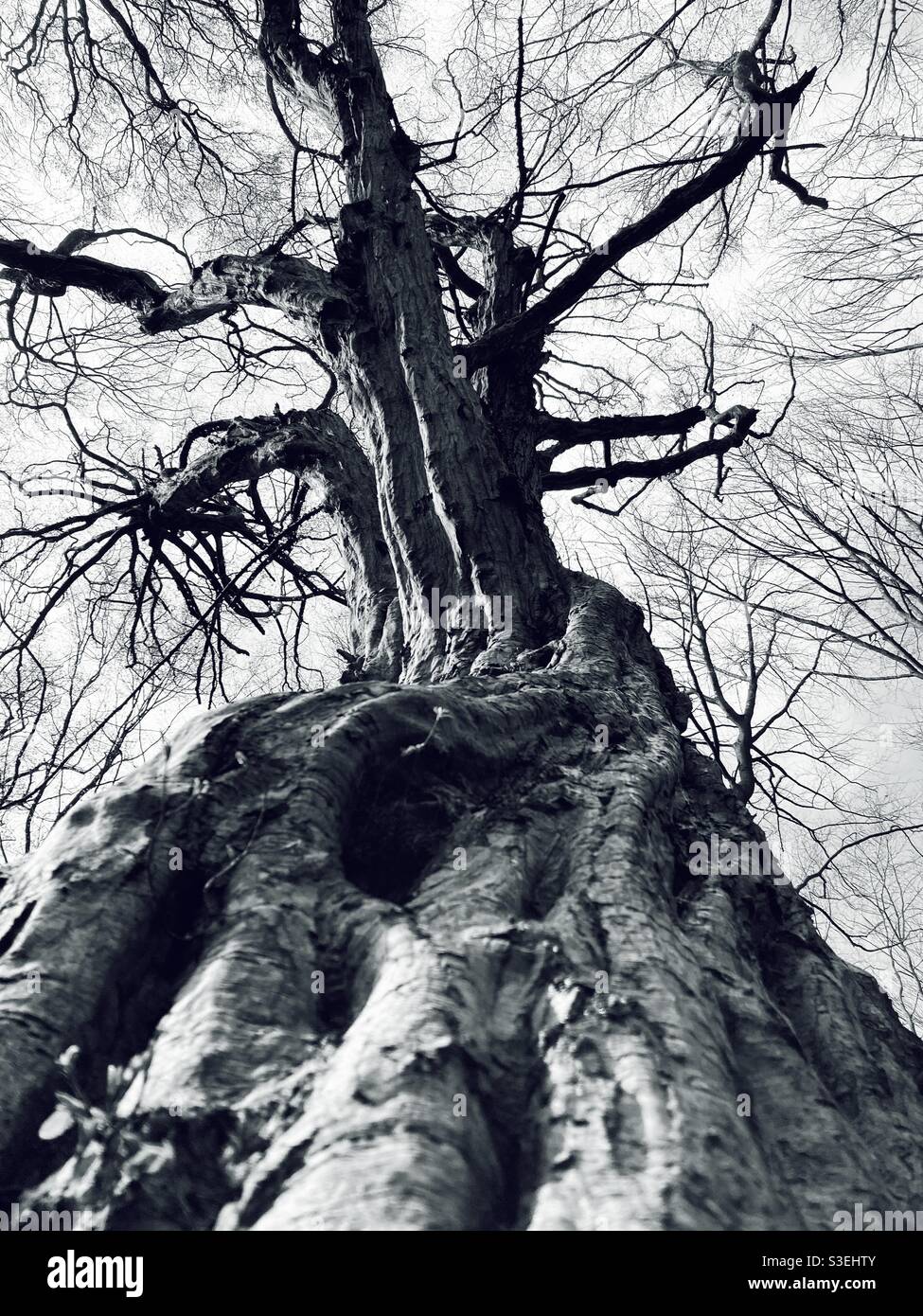 Old Tree Shot dal basso Foto Stock