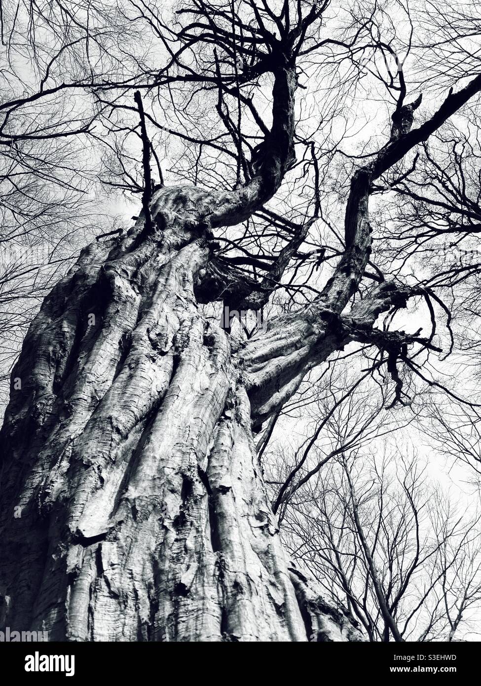 Old Tree Shot dal basso Foto Stock