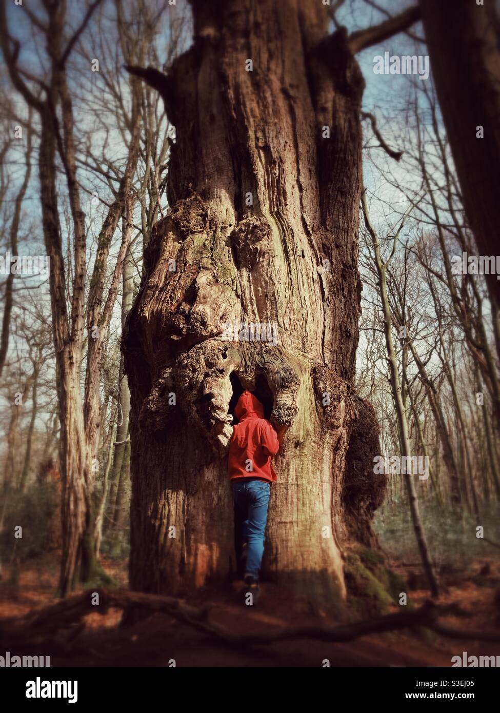 Un ragazzo di dieci anni che entra nel tronco di un Antico albero di quercia attraverso un buco Foto Stock