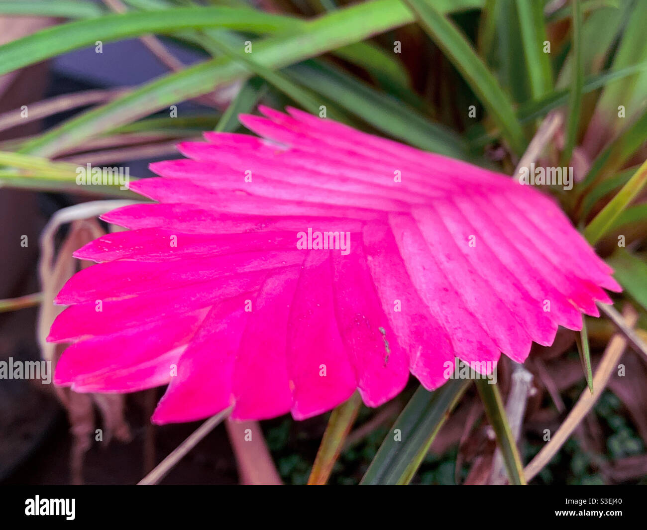 Piante, Hot Fluor Pink fiore di aneto, che si levano in piedi fuori contro la relativa erba verde o foglie lama-come, giardino australiano - Immagine stock catturata con smartphone