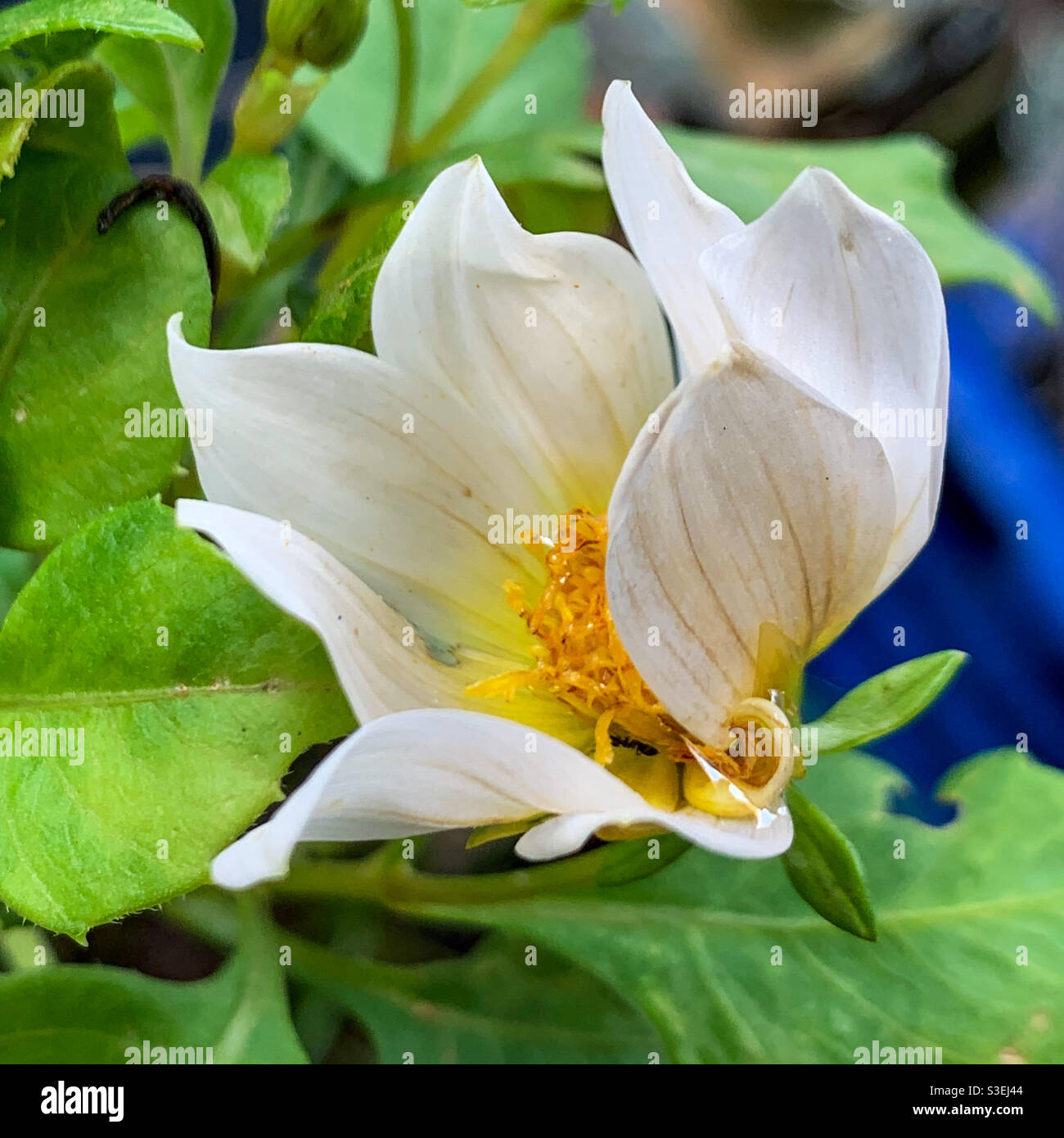 Bella macro di un'apertura cremosa fiore bianco dahlia, i suoi petali arriccianti aspetto artistico Foto Stock