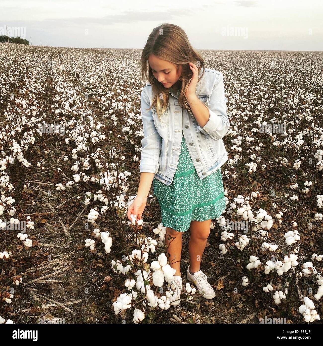 Campo di cotone in Kansas Foto Stock