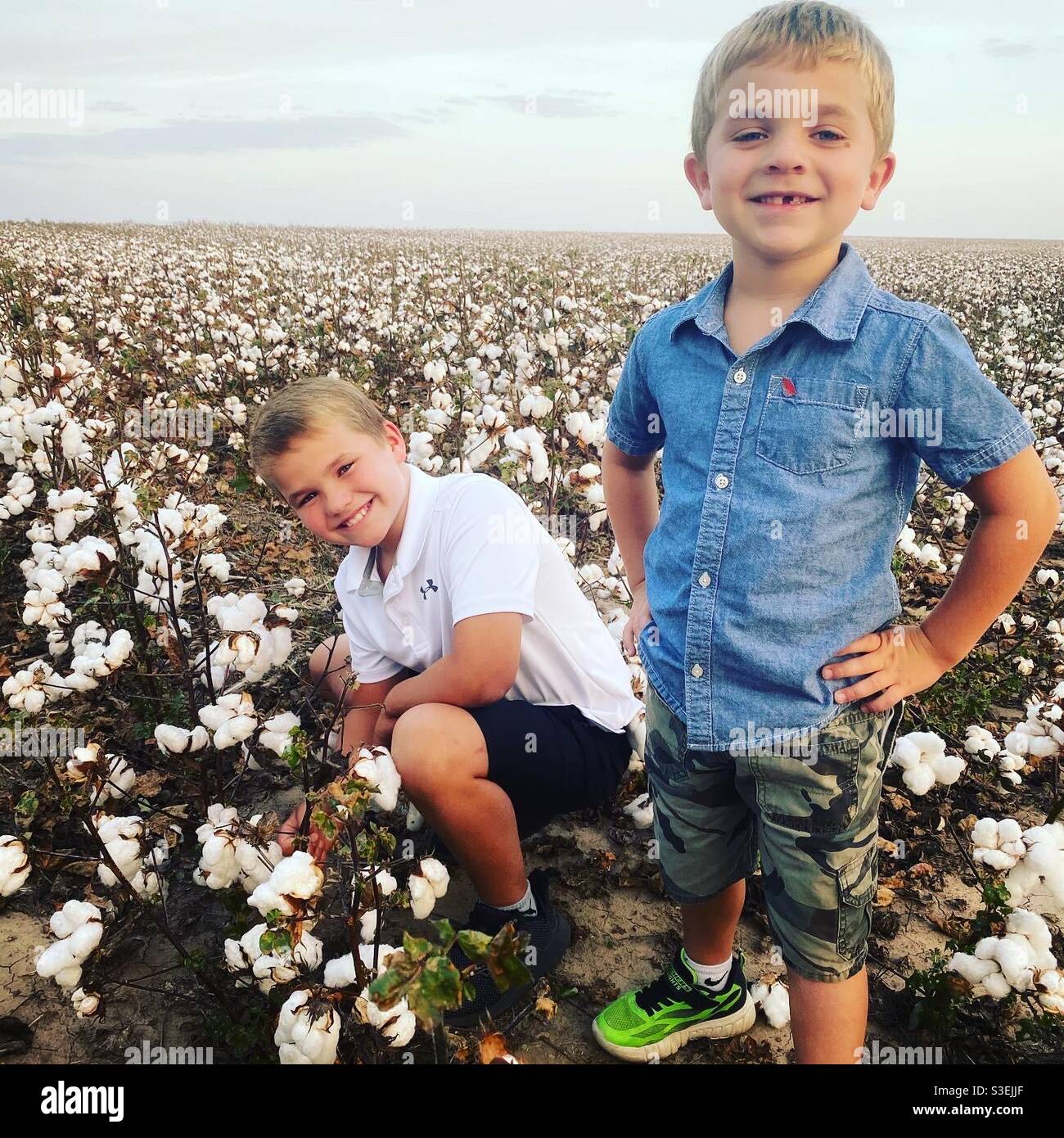 Campo di cotone in Kansas Foto Stock