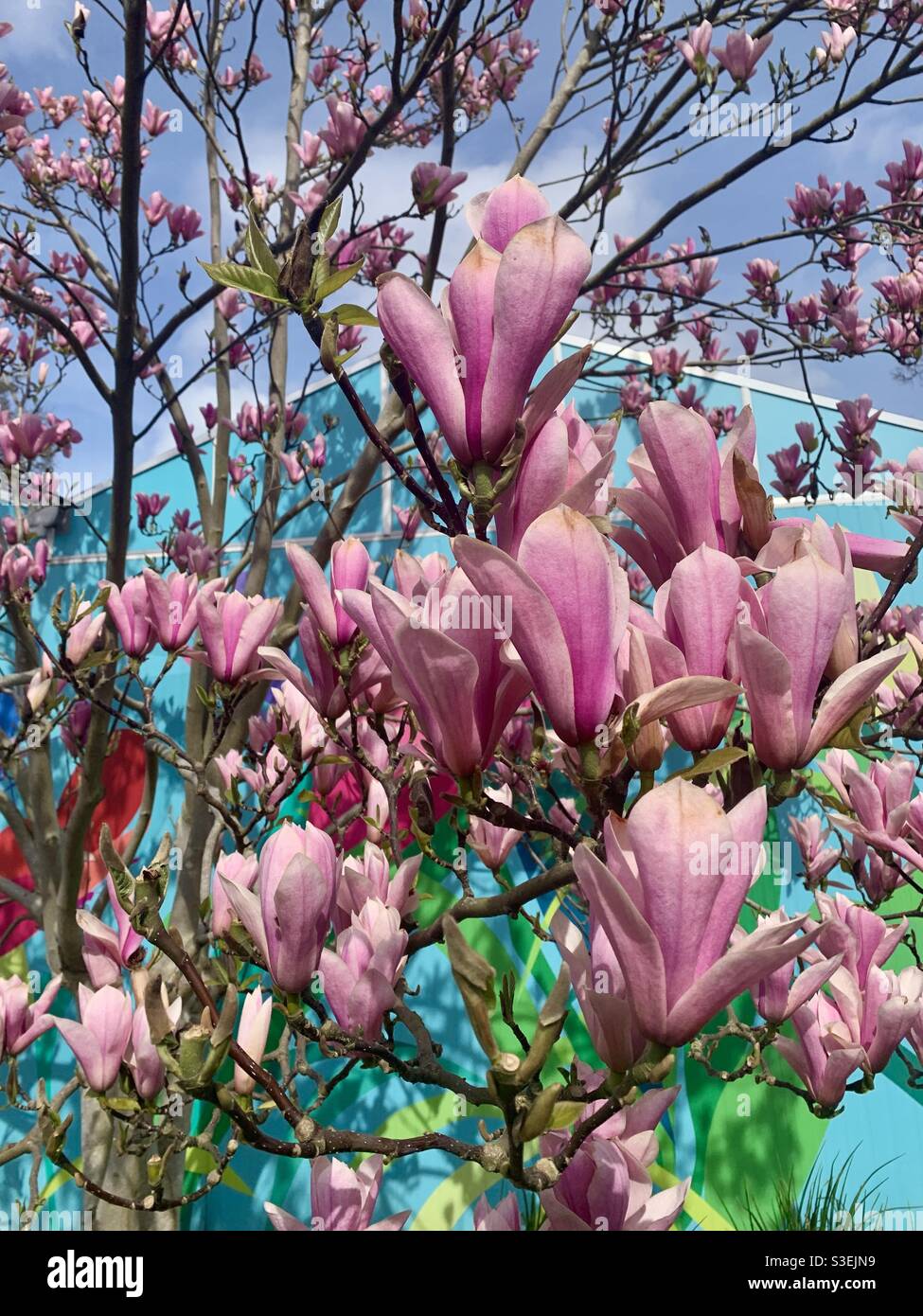 Albero di Magnolia su sfondo colorato - Immagine stock catturata con smartphone
