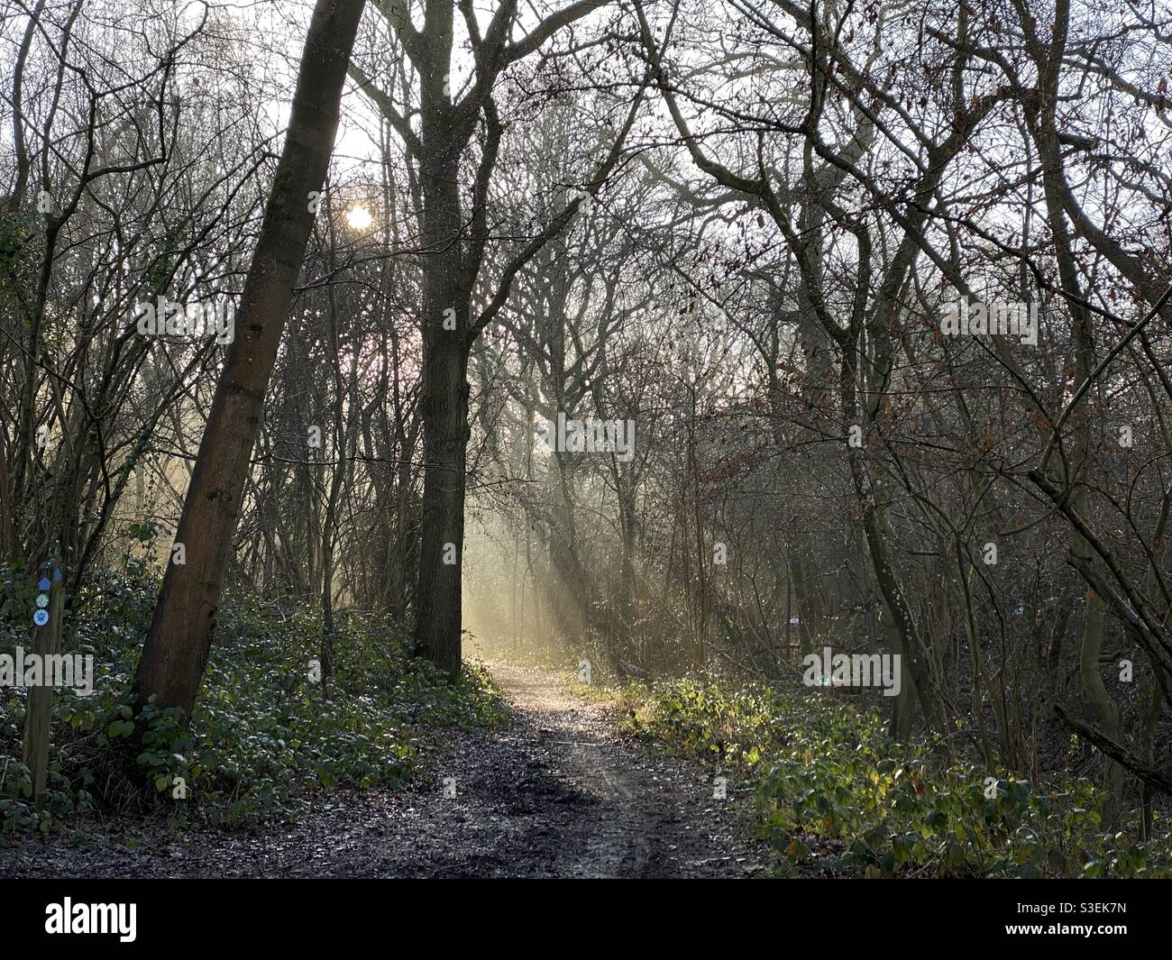 Raggi di sole attraverso i boschi Foto Stock