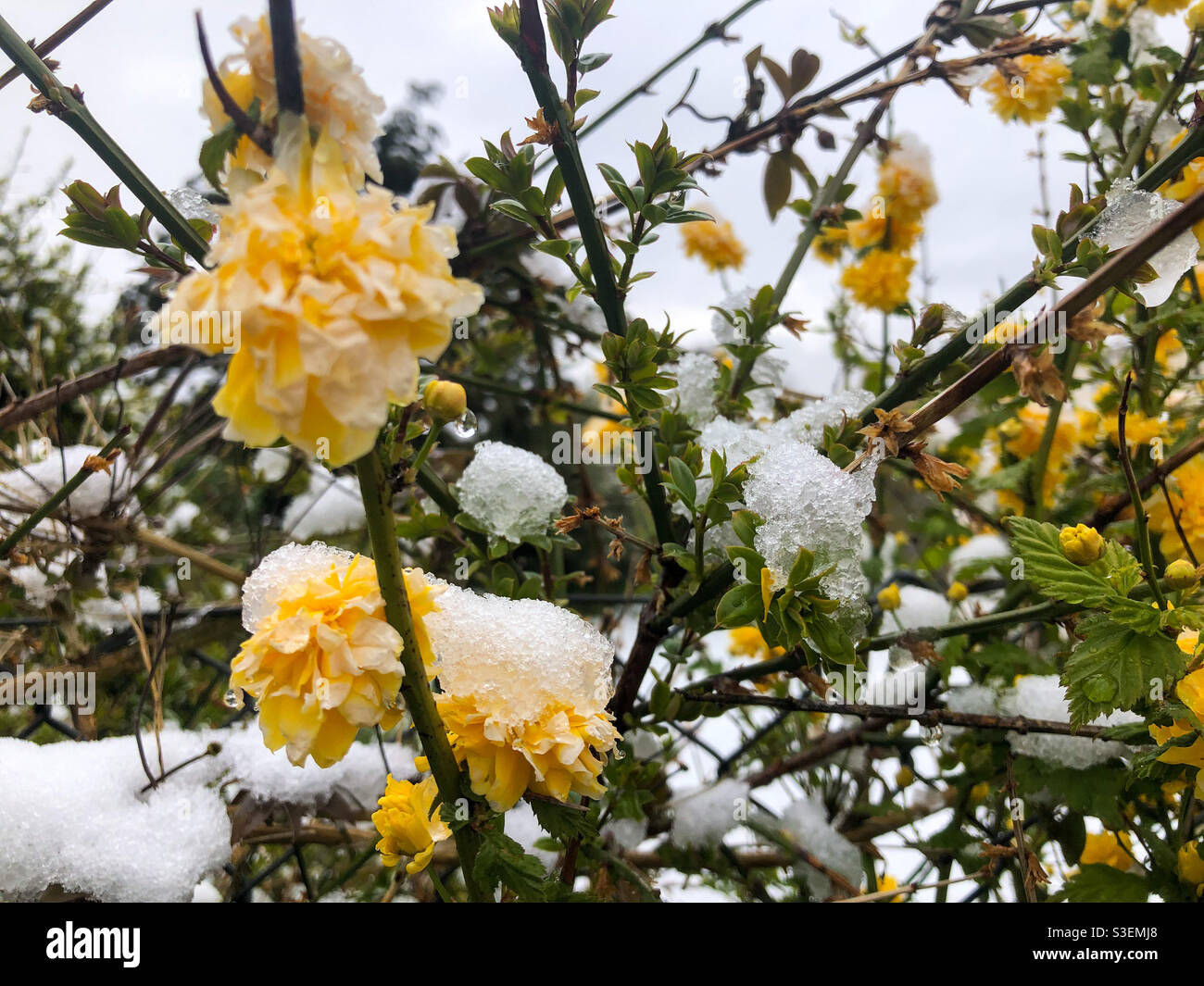 Fiori primaverili ricoperti di neve e ghiaccio dopo una successiva caduta di neve in aprile. - Immagine stock catturata con smartphone