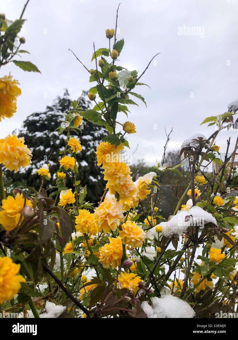 Fiori primaverili ricoperti di neve e ghiaccio dopo una caduta di neve tardiva in aprile. Foto Stock