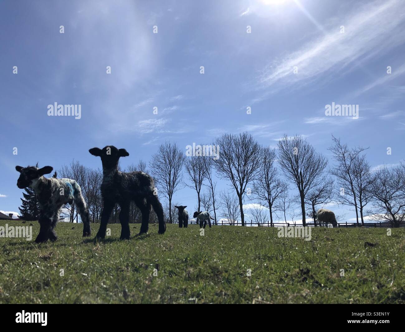 Agnelli nati di recente in un campo di erba in primavera, Nord Yorkshire, Inghilterra, Regno Unito Foto Stock