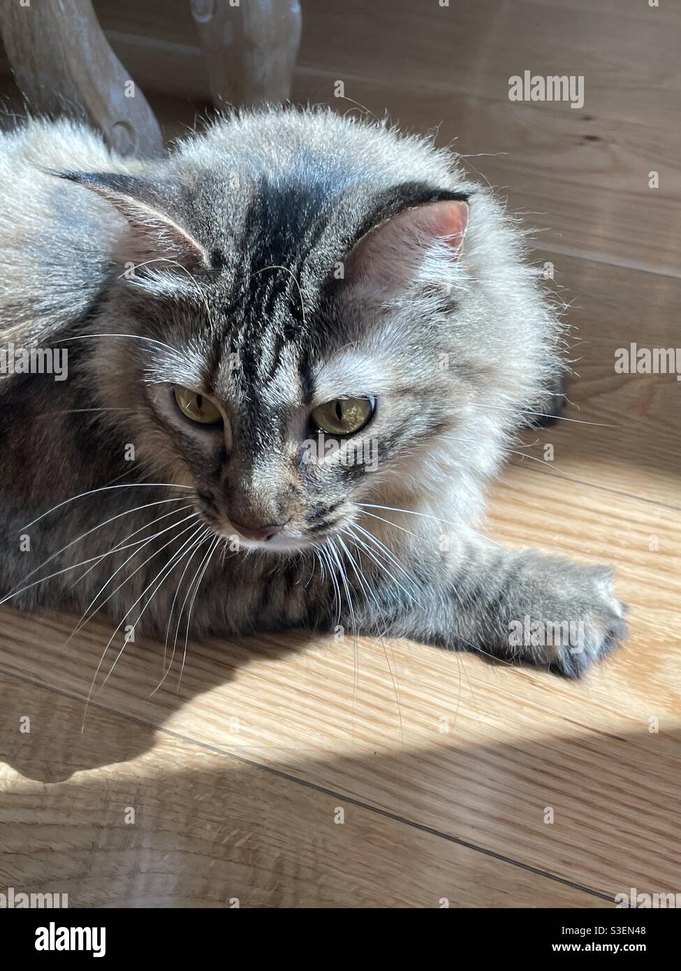 Gatto tabby con il sole che splende su di esso fissando Foto Stock