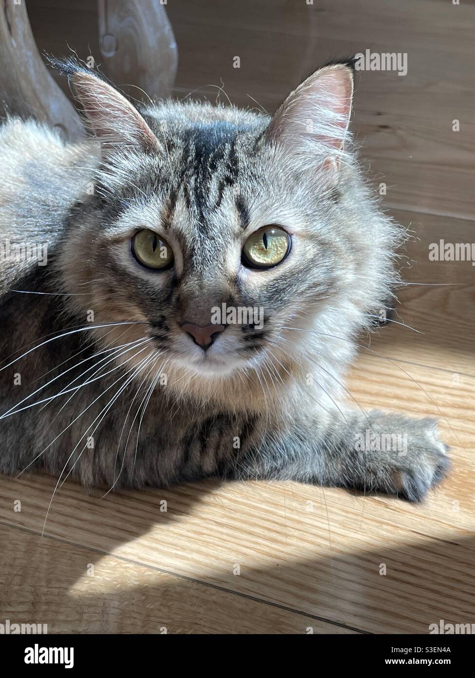 Gatto tabby con il sole che splende su di esso Foto Stock
