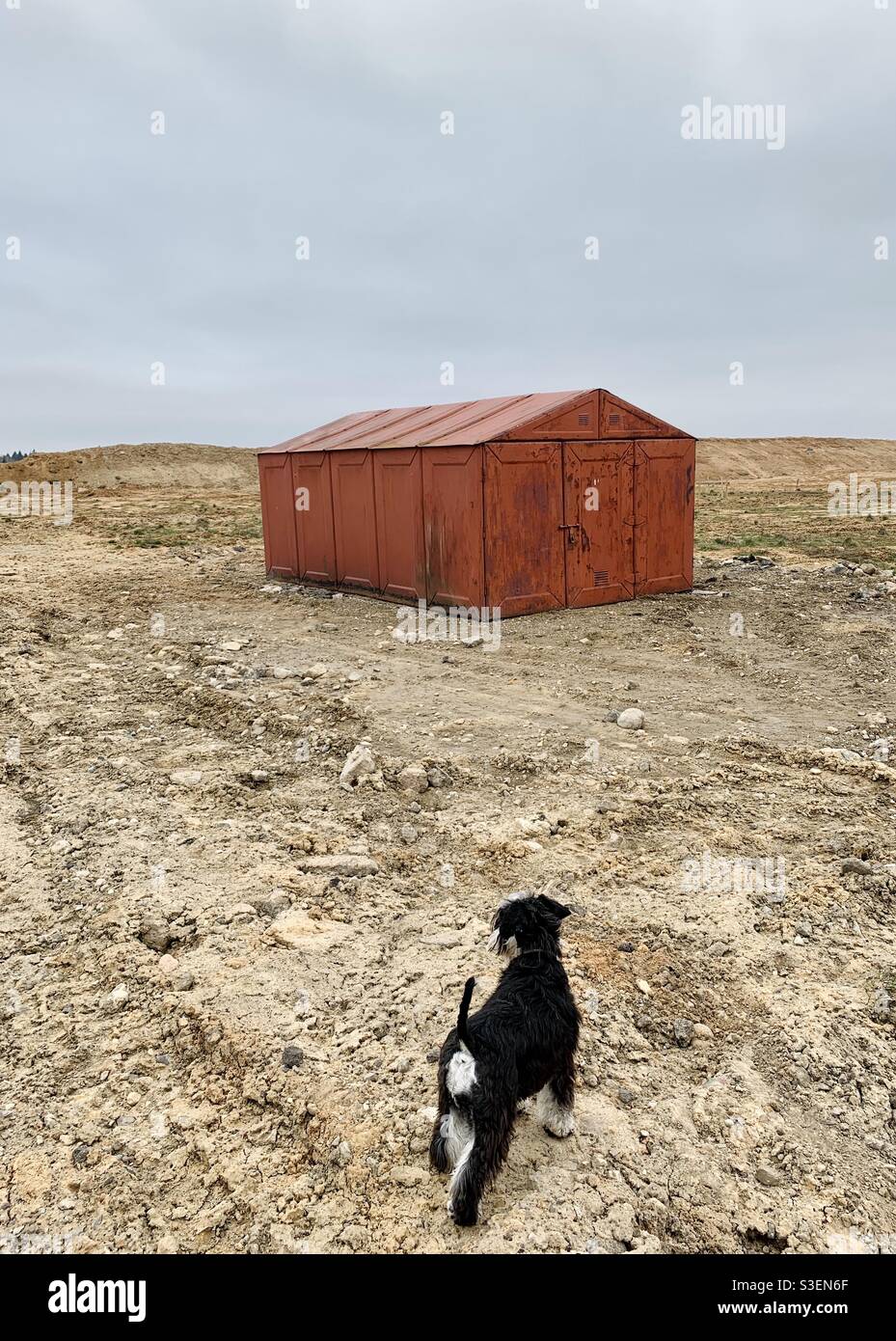 Magazzino industriale di metallo e cane schnautzer in ambiente selvaggio sporco - Immagine stock catturata con smartphone