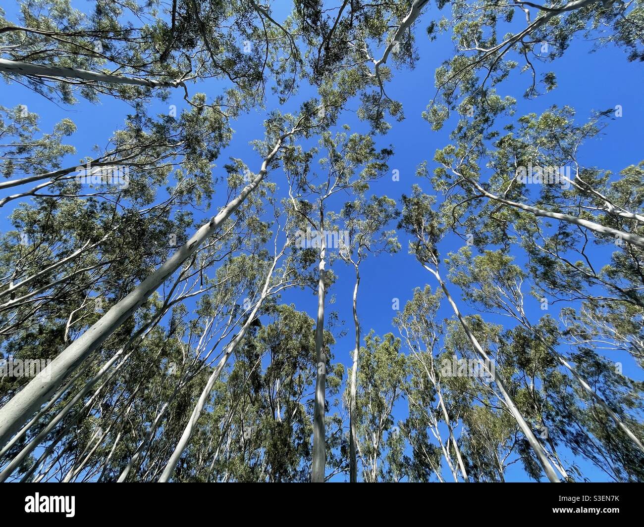 Eucalipto Treescape Foto Stock