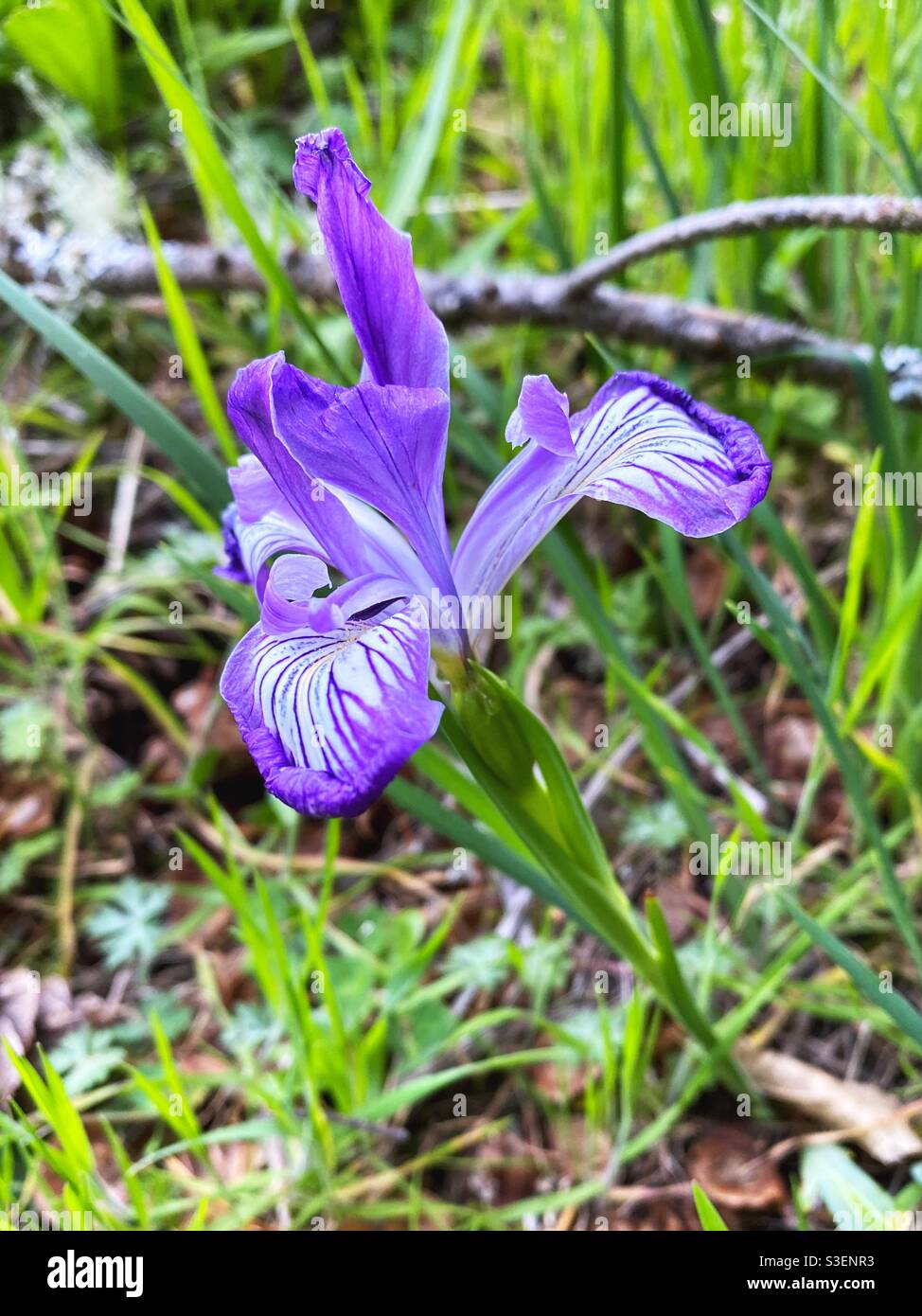 Un fiore viola iris selvaggio, che cresce a Eugene, Oregon. Foto Stock