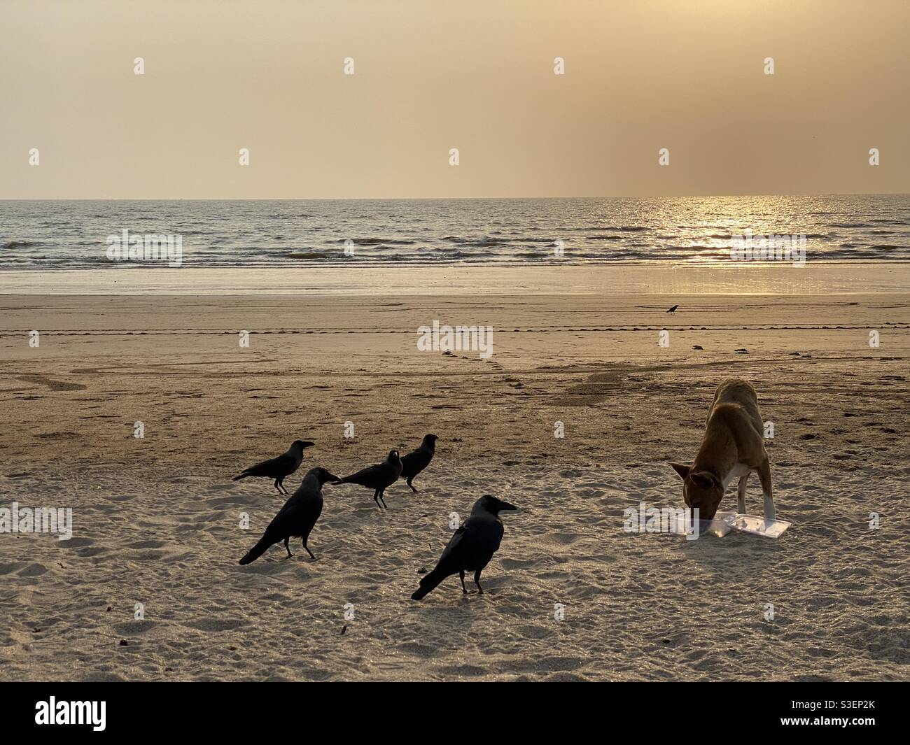 I cani randagi sono stati nutriti sulla spiaggia. - Immagine stock catturata con smartphone