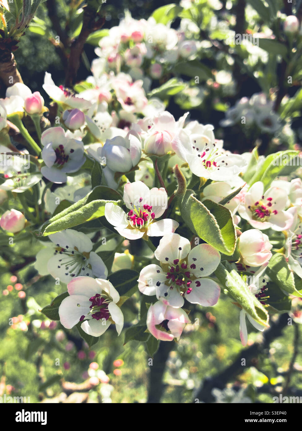 Fiore di mela su un piccolo albero in un frutteto, Somerset, Regno Unito Foto Stock