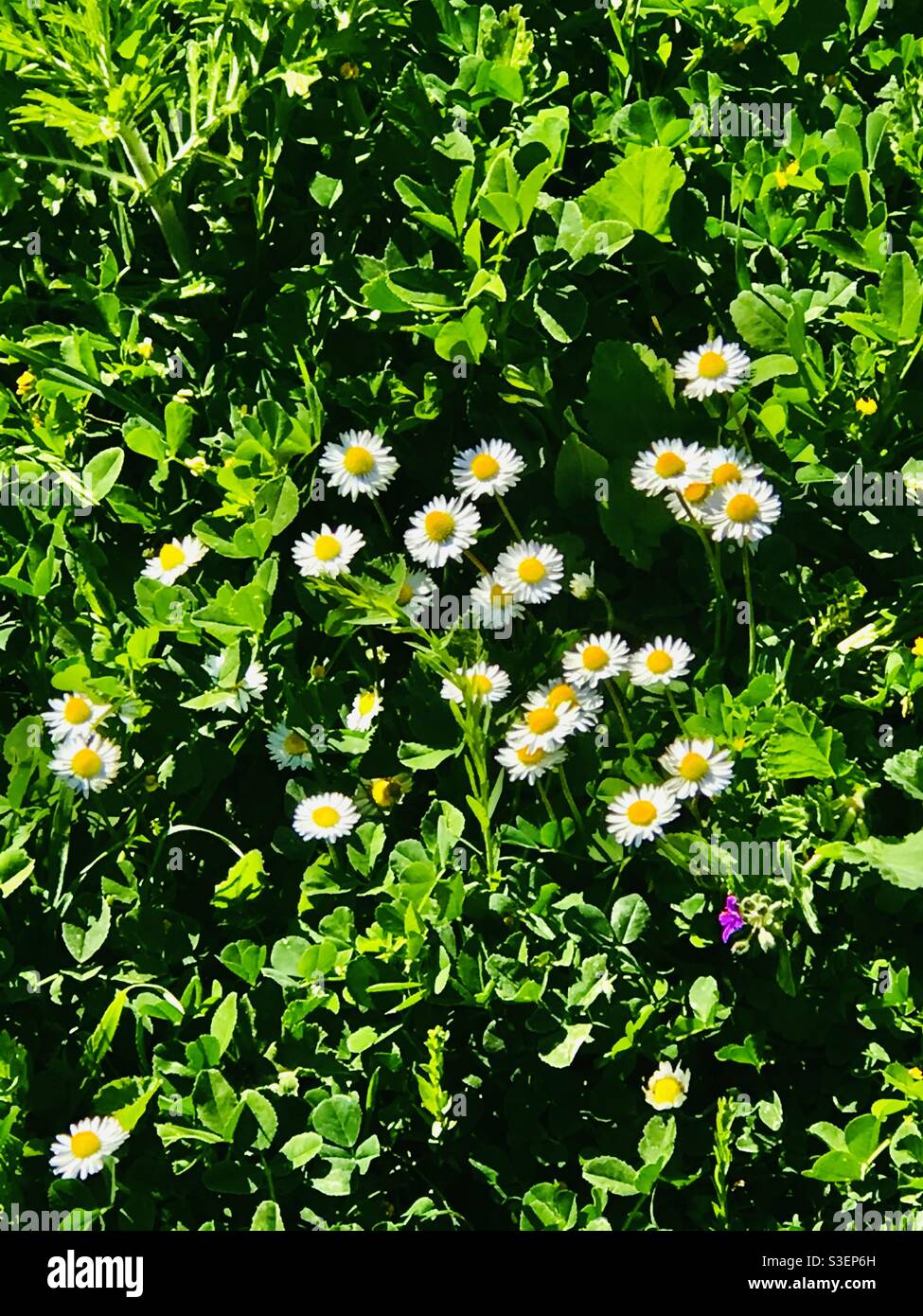 Margherite alla periferia di Spalato, Croazia Foto Stock